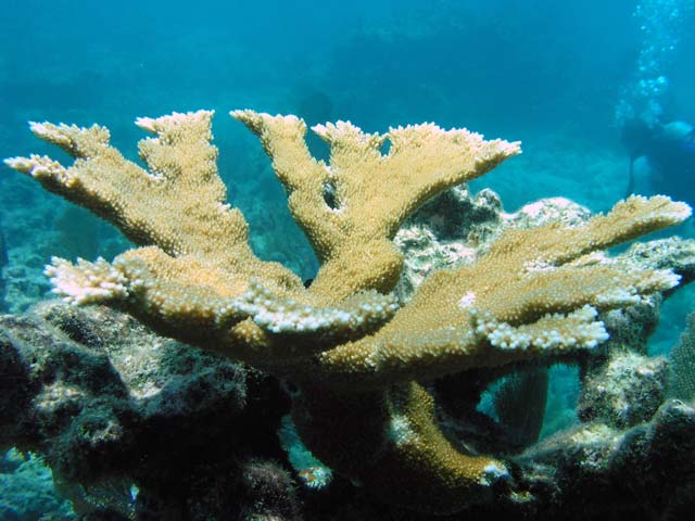 Elk Horn Coral