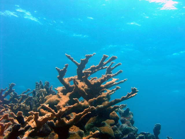 Elk Horn Coral