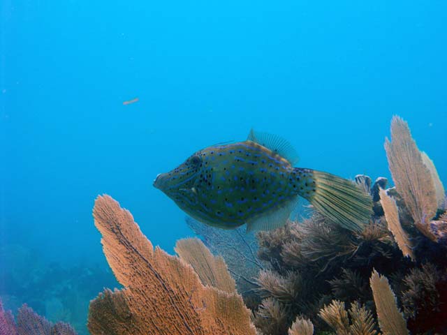 Scrawled Filefish