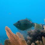 Scrawled Filefish