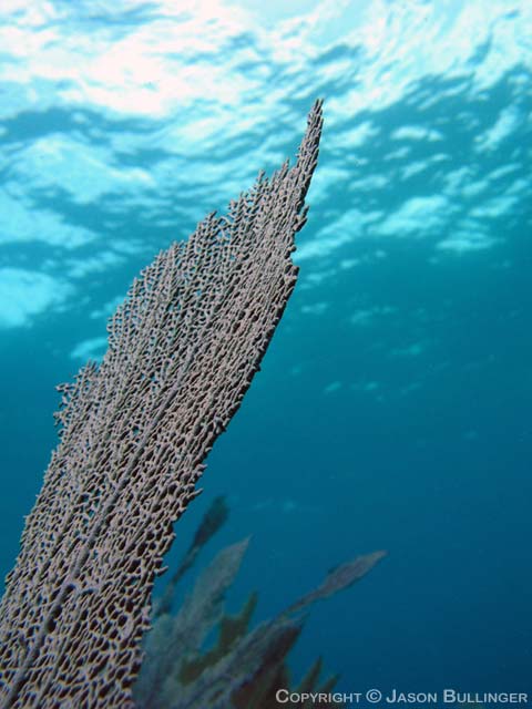 Sea Fan