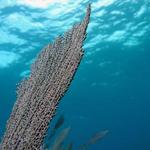 Sea Fan