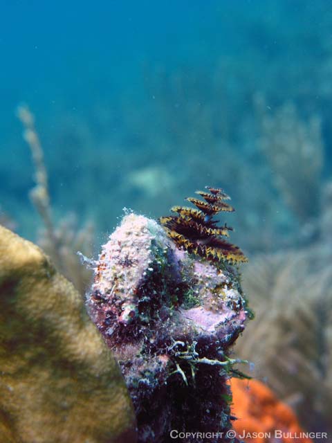 Christmas Tree Worm