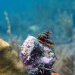 Christmas Tree Worm