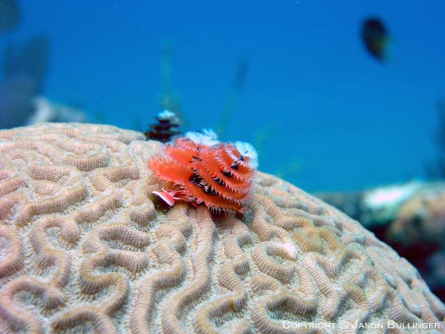 Christmas Tree Worm