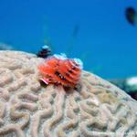 Christmas Tree Worm