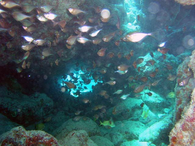 French Reef Swimthrough