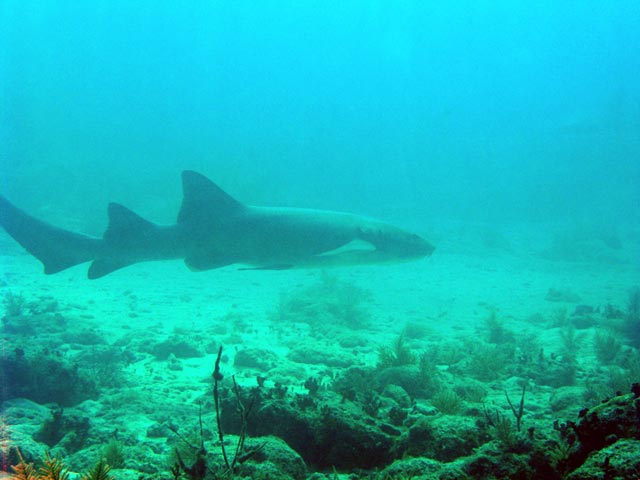 Nurse Shark