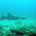 Nurse Shark