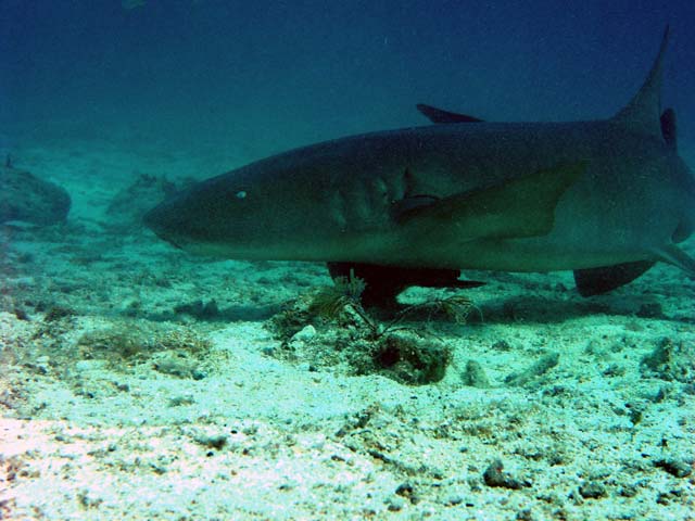 Nurse Shark