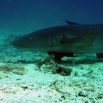 Nurse Shark