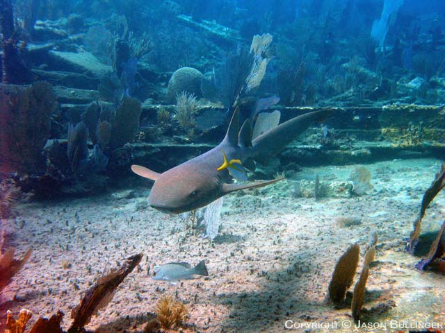 Nurse Shark on the City of Washington