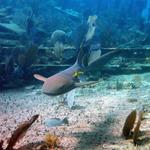 Nurse Shark on the City of Washington