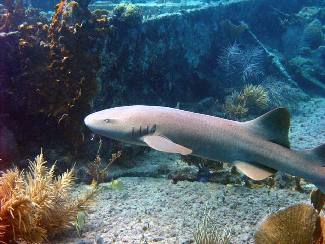 Nurse Shark