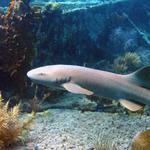 Nurse Shark