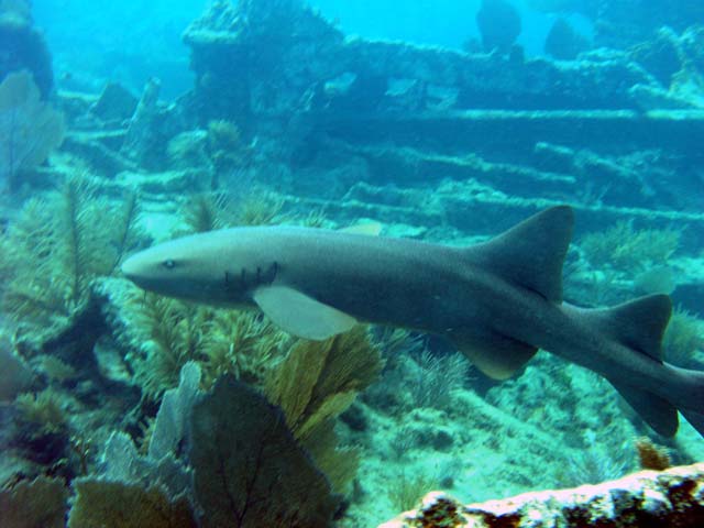 Nurse Shark