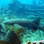 Nurse Shark