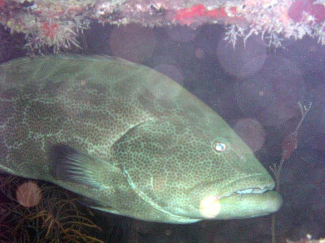 Goliath Grouper on the Benwood