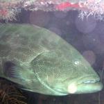 Goliath Grouper on the Benwood