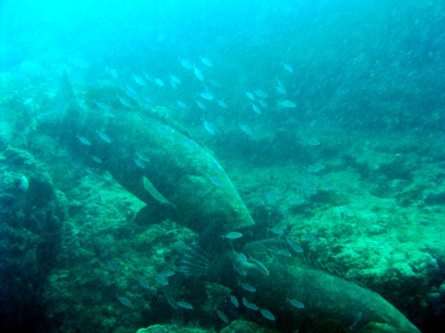 Giant Jewfish