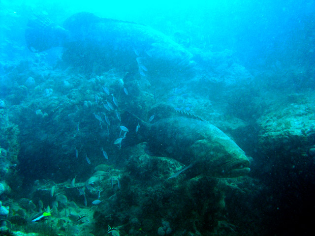 Giant Jewfish