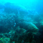 Giant Jewfish