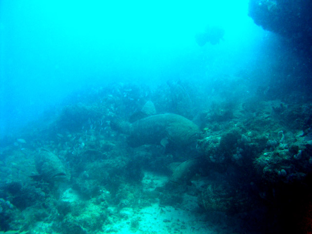 Giant Jewfish Family