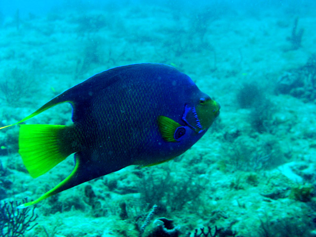 Queen Angelfish