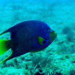 Queen Angelfish