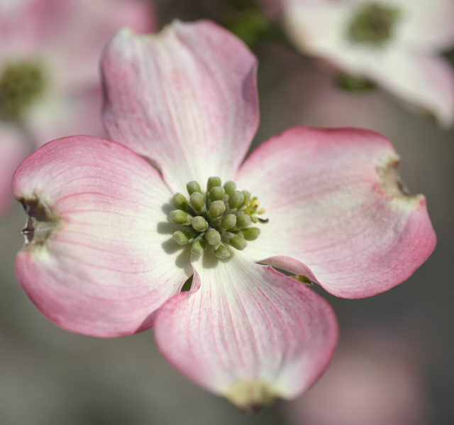 Pink Dogwood