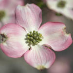 Pink Dogwood