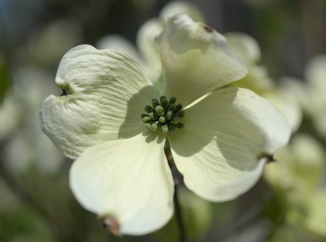 White Dogwood