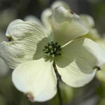 White Dogwood