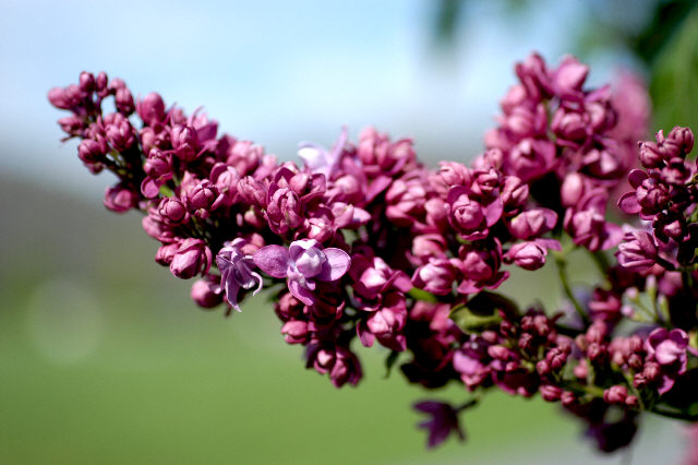 Lilacs