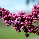 Lilacs