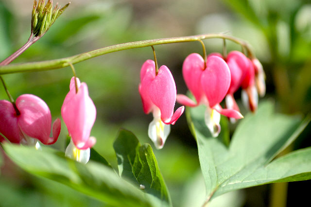 Bleeding Hearts