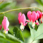 Bleeding Hearts