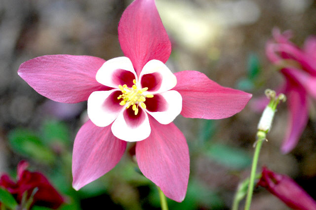 Columbine