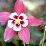 Columbine