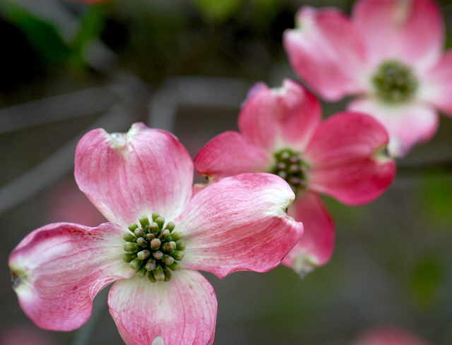 Pink Dogwoods