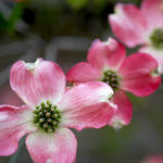 Pink Dogwoods