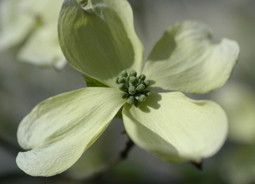 White Dogwood