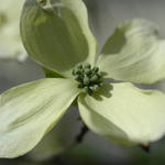 White Dogwood