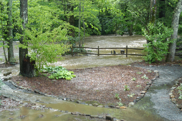 our neighbor, Bonnie's  yard