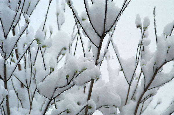 cool branches