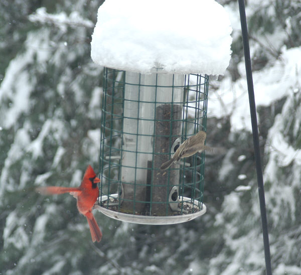 cardinal on feeder