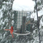 cardinal on feeder