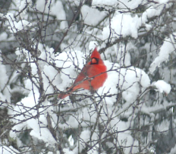 cardinal in snow