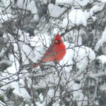 cardinal in snow