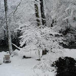 our backyard, pond, and stream